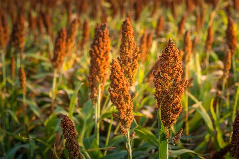 ¿Sabías que el Sorgo es un Cultivo Multifacético con Gran Potencial Industrial?